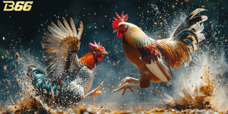 Trực tiếp đá gà