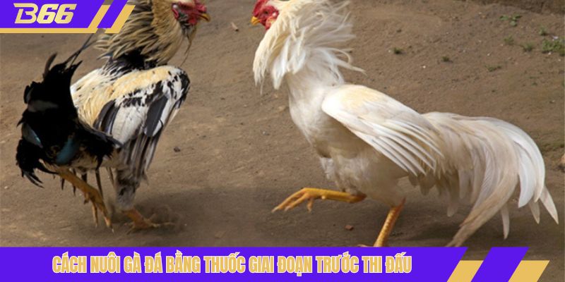 Cách nuôi gà đá bằng thuốc giai đoạn trước thi đấu