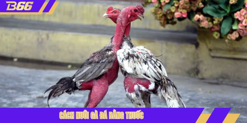 cách nuôi gà đá bằng thuốc