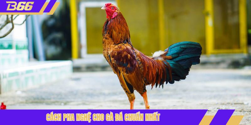 Cách pha nghệ cho gà đá chuẩn nhất