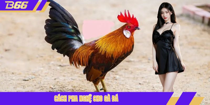cách pha nghệ cho gà đá