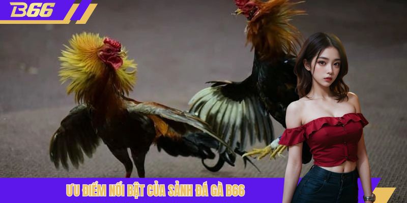 Ưu điểm nổi bật của sảnh đá gà B66 